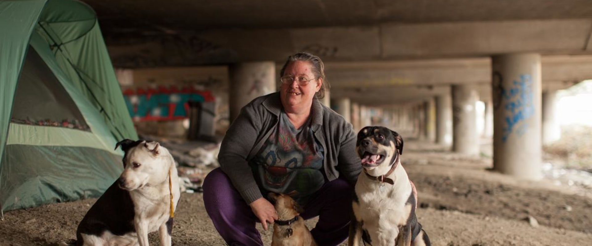 Understanding the Shelter Needs of Homeless Canines