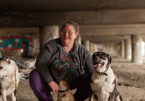 Where homeless canines stay?